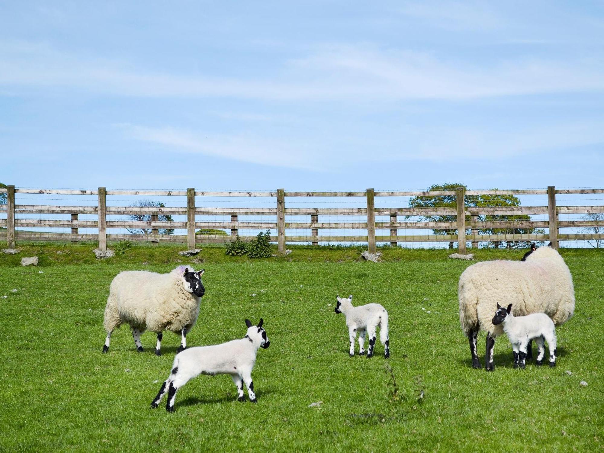 Maes Y Bryn Farmhouse Llanwrda Екстериор снимка